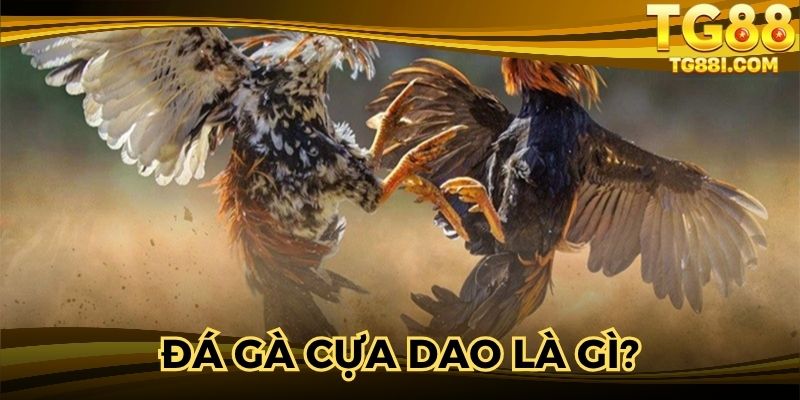 Tìm hiểu thông tin đá gà cựa dao