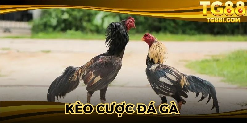 Kèo Cược Đá Gà - Đấu Trường Đỉnh Cao Rinh Thưởng Bạc Tỷ