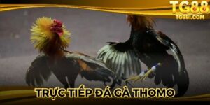 Trực Tiếp Đá Gà Thomo - Thiên Đường Giải Trí Đỉnh Cao